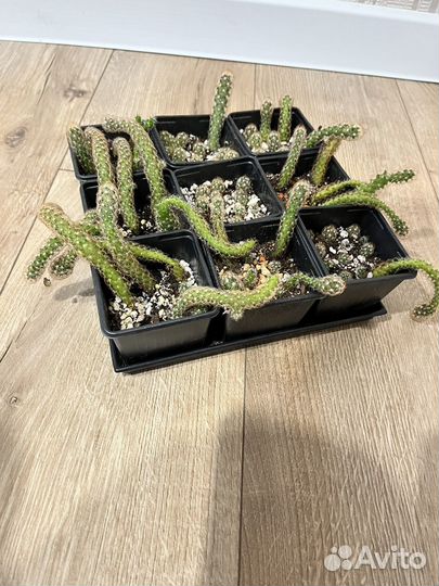 Кактус маммилярия удлиненная