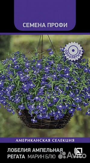 Рассада лобелии