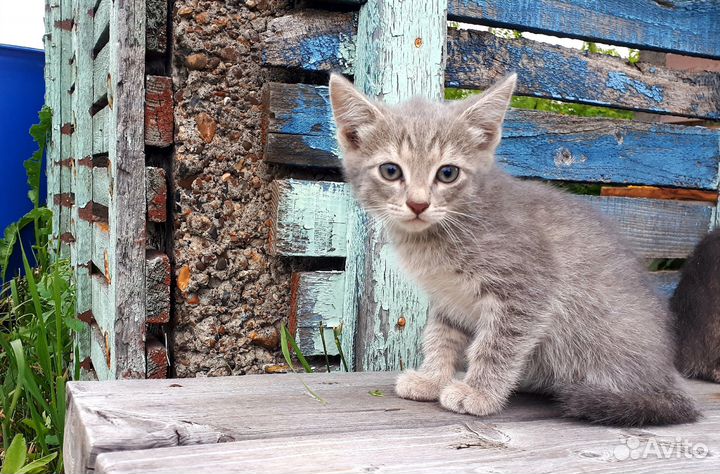 Котята от ловчей кошки