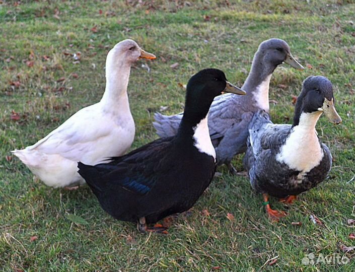 Инкубационное яйцо гусей, уток