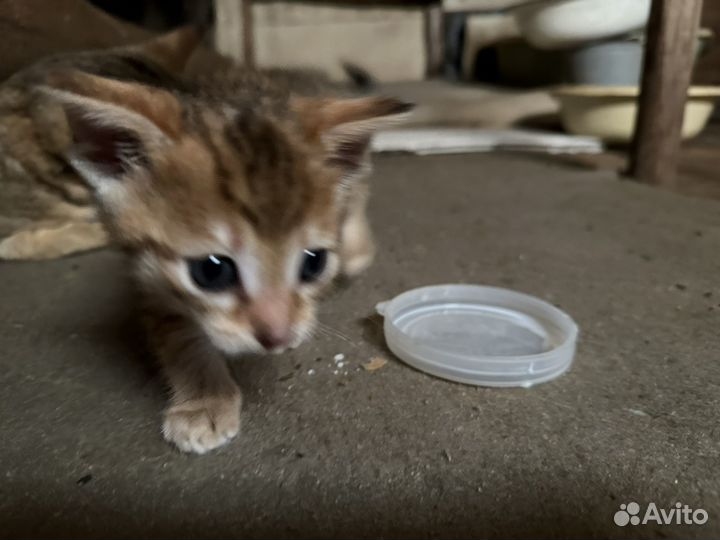 Котенок в добрые руки