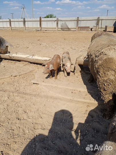 Продам поросят