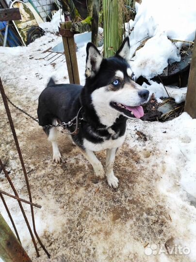 Метис хаски девочка 3 г