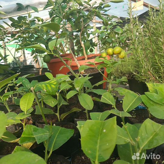 Цитрусовые