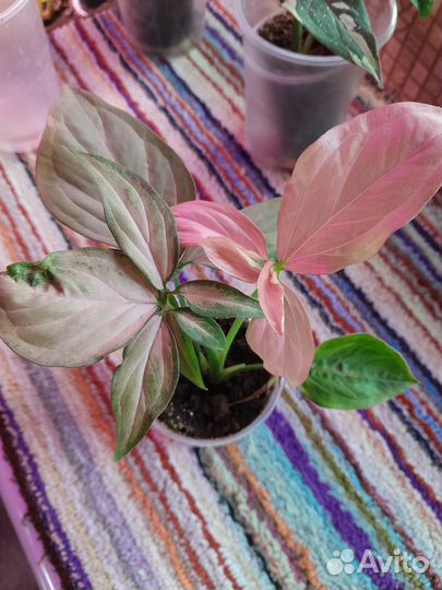 Сингониумы