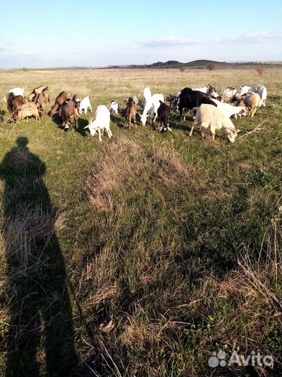 Козы и козлята