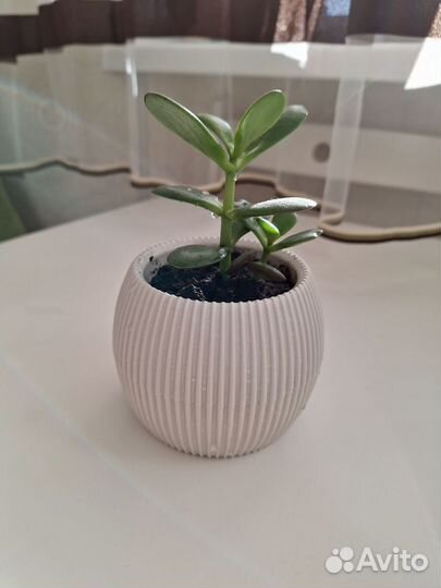 Денежное дерево толстянка