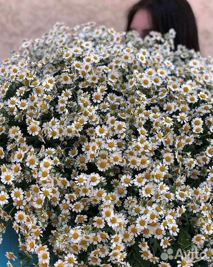 Букеты. Доставка ромашек