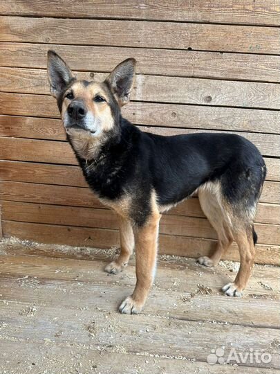 Прекрасная собачка в поиске любящей семьи