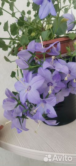 Кампанула
