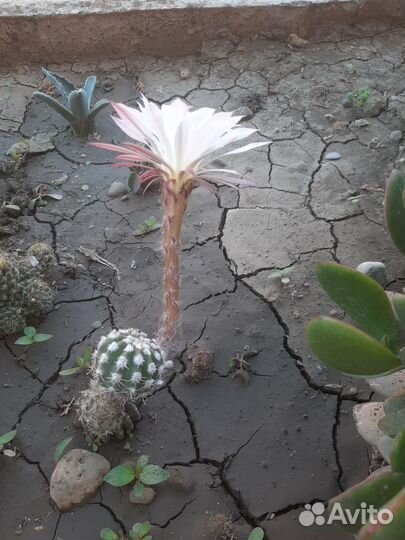 Феррокактус