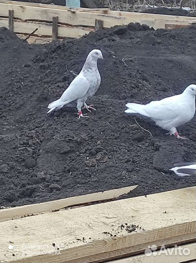Голуби таджики