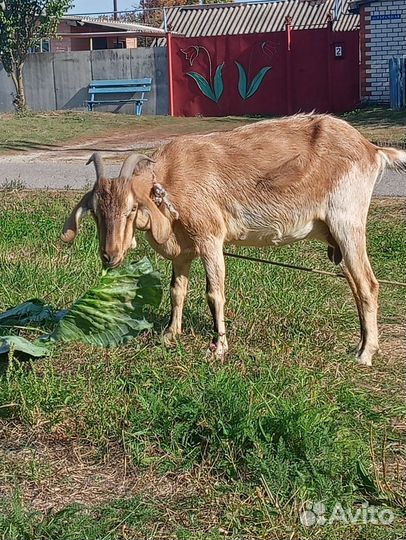 Нубийские козы
