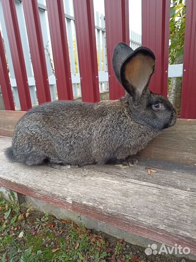 Кролики Ризен