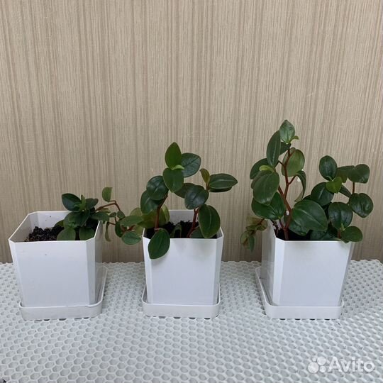 Пеперомия туполистная