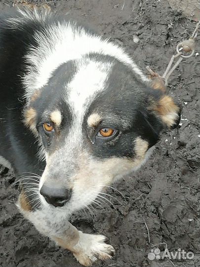 Трехлапая Дана ищет дом