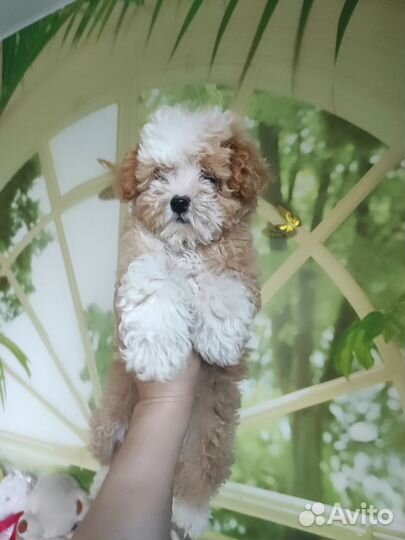 Мальтипу Солнышко