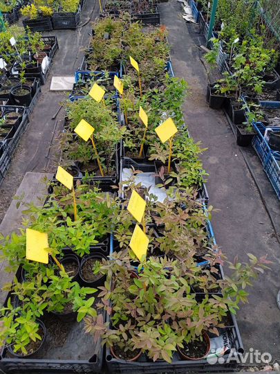 Саженцы жимолости