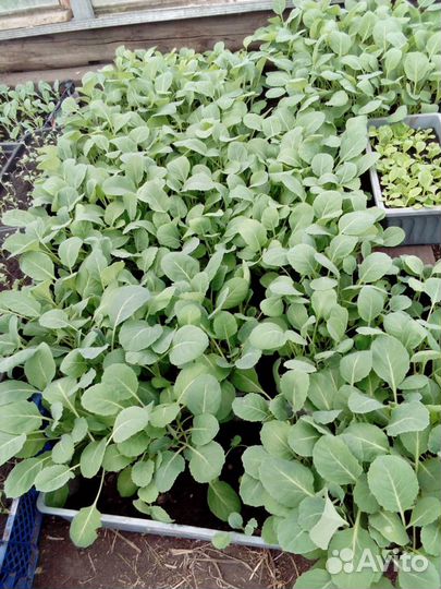 Рассада помидоры,огурцы,капуста,кабачки,цветы и тд