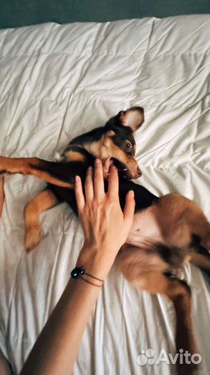 Щенок Бублик ищет семью