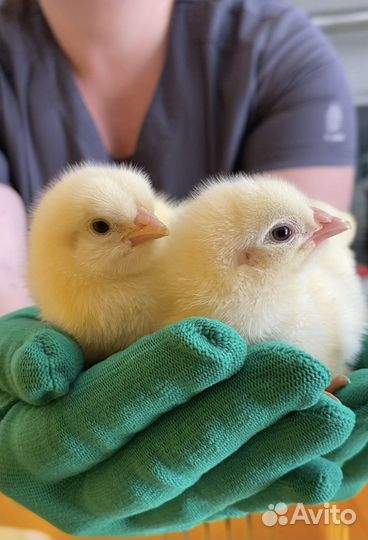 Брoйлеp суточный Кoбб-500 и Росс-308 в Бессоновке