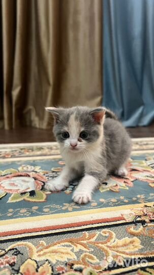 Котята бесплатно