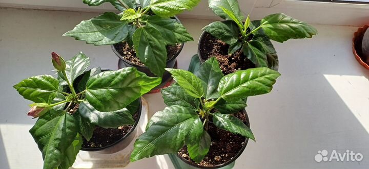 Гибискус китайская роза