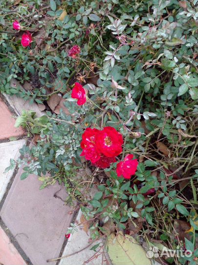 Саженцы роз плетистая