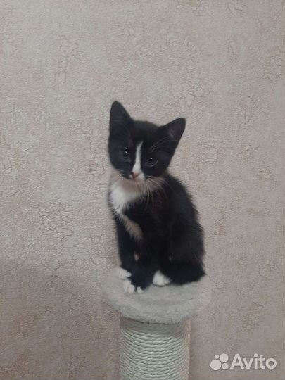 Котята в добрые руки бесплатно