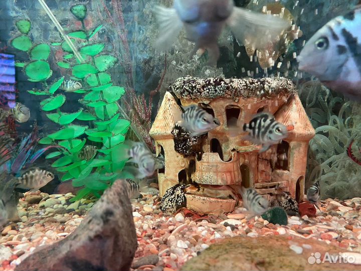 Аквариумные рыбки