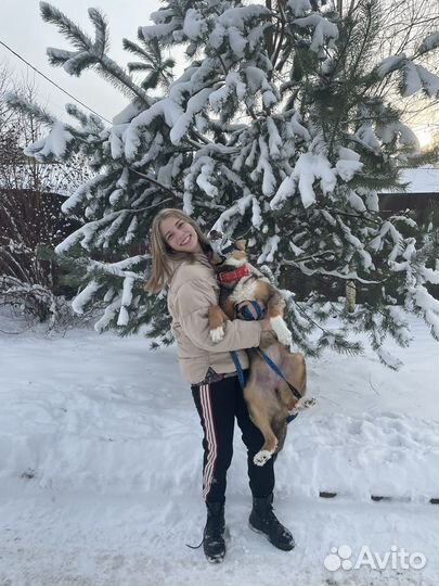 Собака в добрые руки