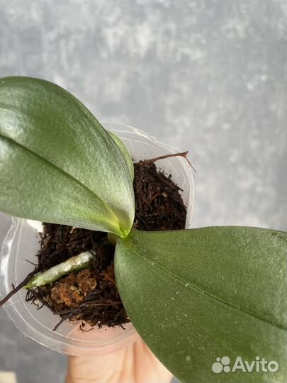 Орхидея подросток нецветущая