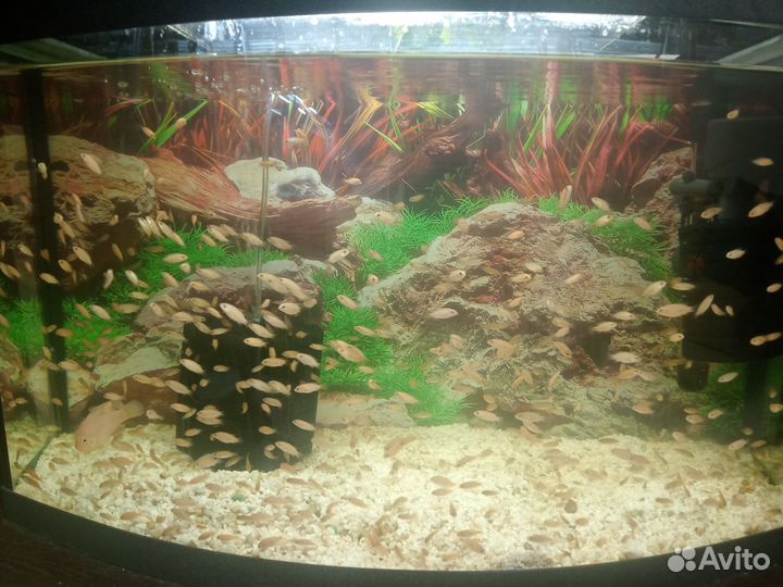 Хромис красавец