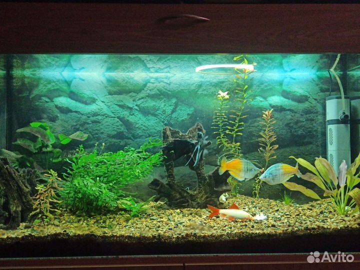 Аквариум под ключ, с рыбами, растениями и грунтом