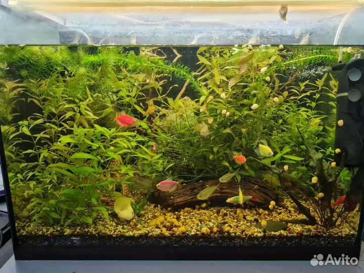 Аквариум 100л