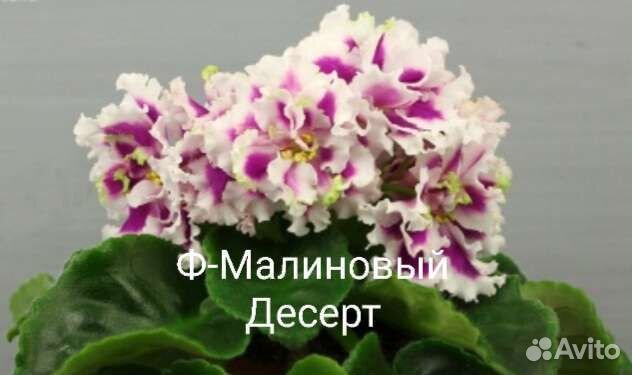Фиалки