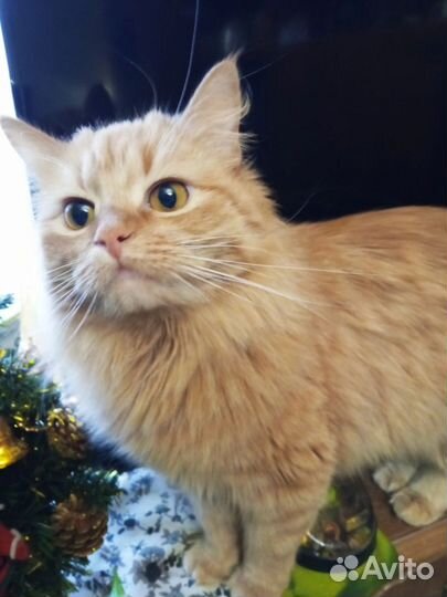 Санта ищет дом