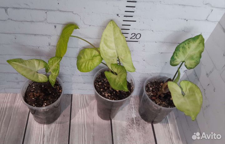 Сортовые сингонумы