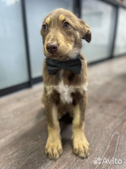 Щенки в добрые руки даром