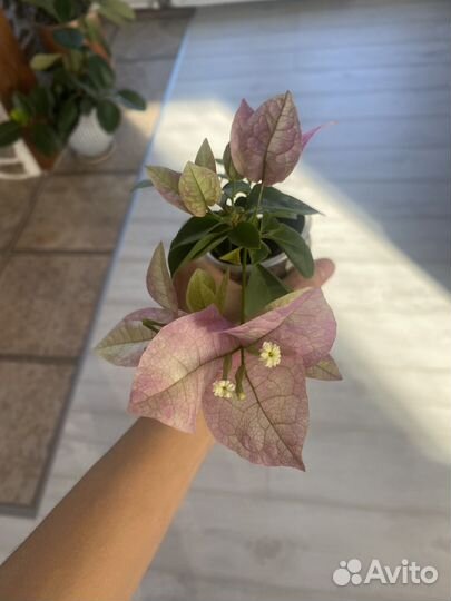 Комнатные растения цветы