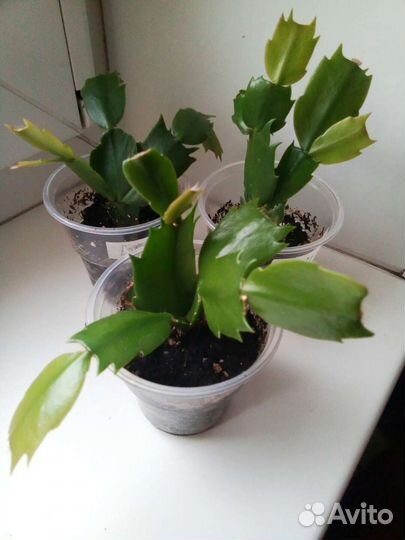 Декабристы разные