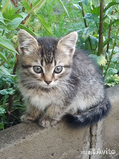 Кошки в добрые руки бесплатно
