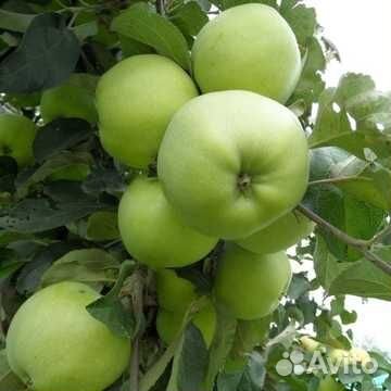 Яблоня Антоновка золотая