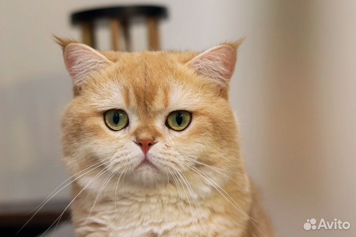 Помощь в вязке золотых британских кошек