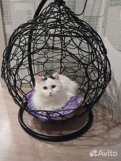 Кошки в добрые руки