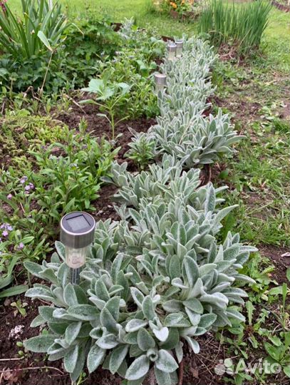 Ослиные ушки, многолетник - пушистик Стахис