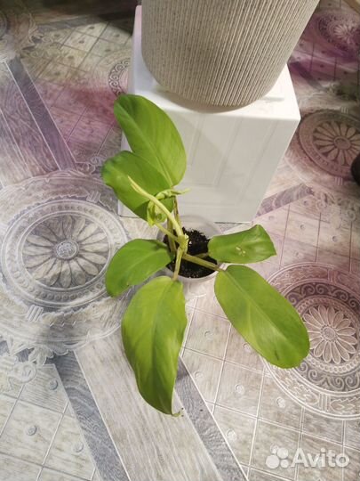 Филодендроны