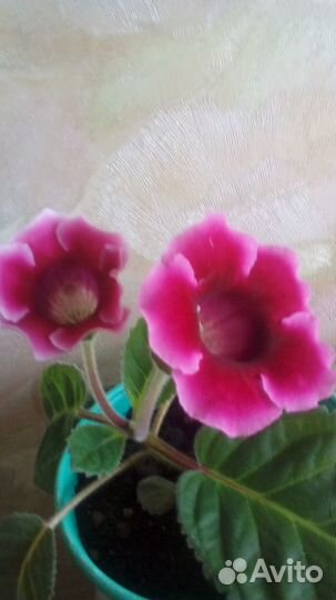 Комнатные растения. цветущие глоксинии