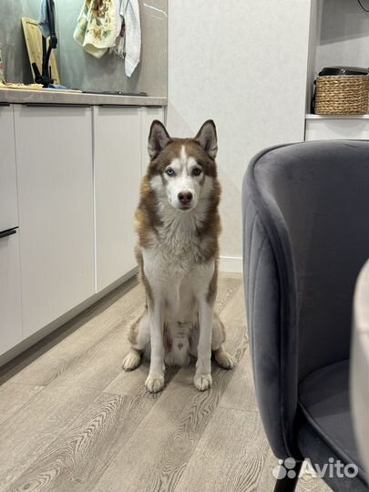 Хаски вязка