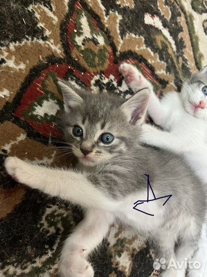 Отдам котят в добрые руки